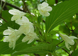 200730_hakone_u2.jpg