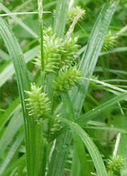 200730_onisuge.jpg
