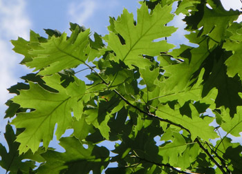 200730_redoak.jpg