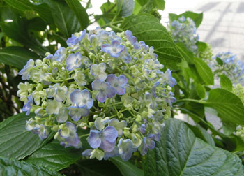 200802_s_ajisai6.jpg