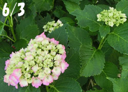 200804_ajisai1.jpg