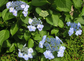 200804_ajisai2.jpg