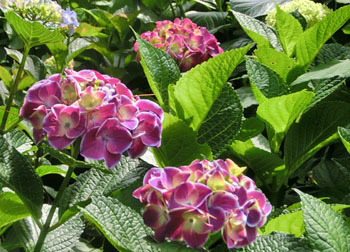 200804_ajisai6.jpg