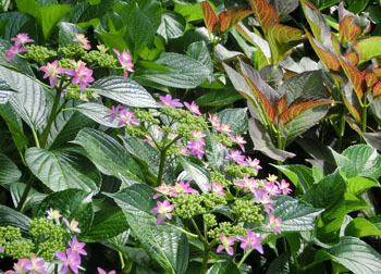 200804_ajisai8.jpg