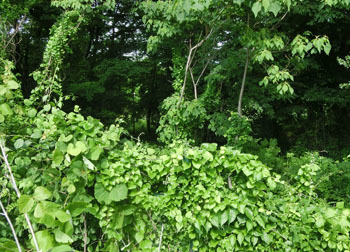 200804_fence.jpg