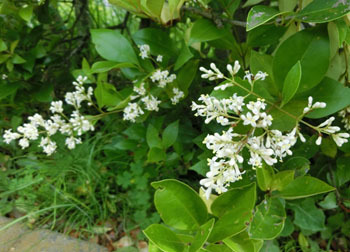 200804_nezumi_m.jpg
