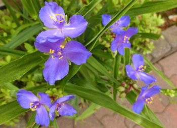 200804_s_tuyukusa.jpg