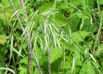 200804_s_tyahiki.jpg