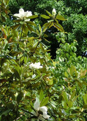 200804_taisanboku.jpg