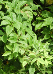 200805_noibara2.jpg