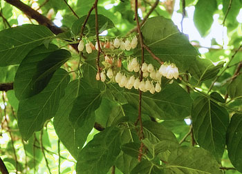 200806_nejiki7.jpg