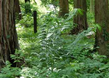 200807_yamayuri.jpg