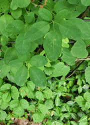 200809_akebi.jpg