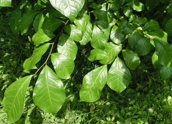 200809_kokusagi2.jpg