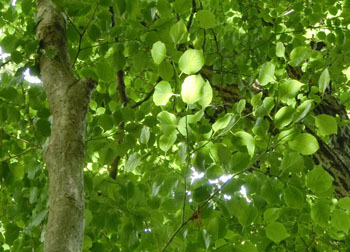 200810_aohada.jpg