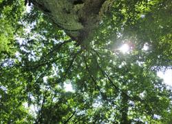 200810_mukunoki.jpg