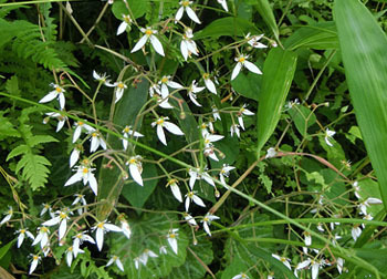 200811_yukinosita3.jpg