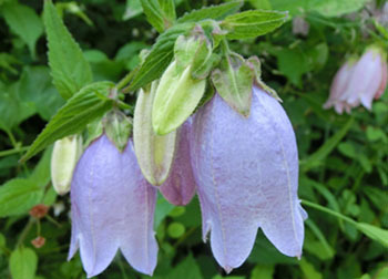 200821_hotaru_b12.jpg