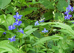 200821_larkspur.jpg