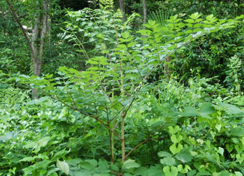 200821_taranoki.jpg