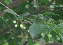 200823_egonoki.jpg