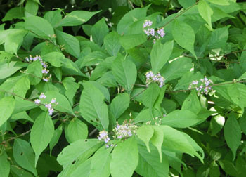200823_murasaki_s4.jpg