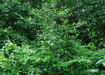 200823_murasaki_s5.jpg