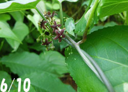 200823_o_kamome_d1.jpg