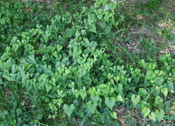 200824_o_dokoro1.jpg