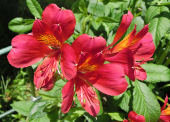 200825_alstroemeria.jpg