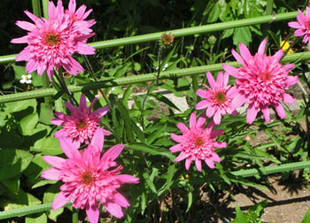 200825_echinacea.jpg