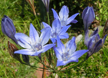 200825_h_agapanthus1.jpg
