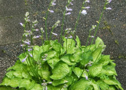 200826_hosta3.jpg