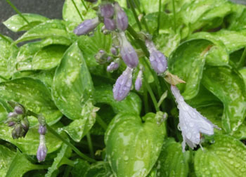 200826_hosta4.jpg