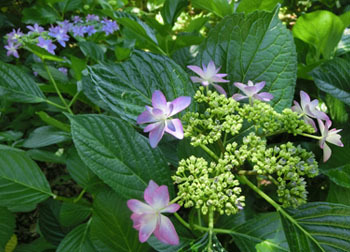200826_s_ajisai04.jpg