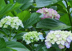 200826_s_ajisai05.jpg