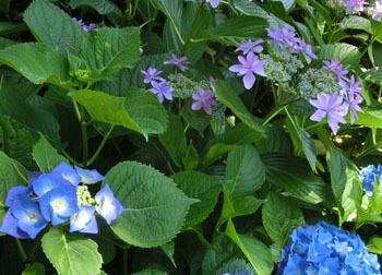 200826_s_ajisai07.jpg
