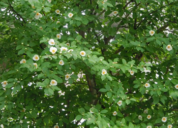 200828_natutubaki2.jpg
