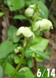 200829_itiyaku_s1.jpg