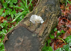 200829_s_kikurage1.jpg