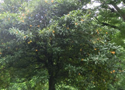 200830_biwa1.jpg