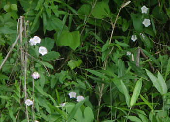 200830_hirugao4.jpg