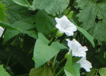200830_hirugao6.jpg