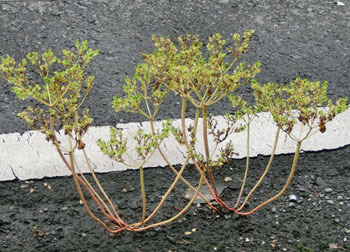 200830_toudai_g.jpg