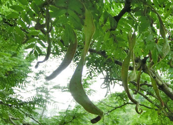 200831_a_saikati.jpg