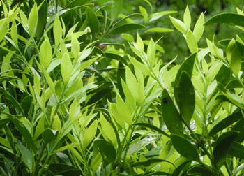200831_nagi3.jpg