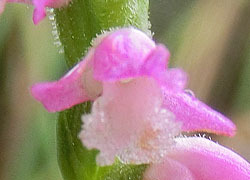 200831_nejibana4.jpg