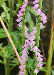 200831_nejibana6.jpg