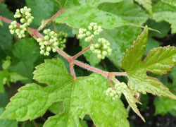 200831_nobudo2.jpg
