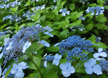200902_g_ajisai2.jpg